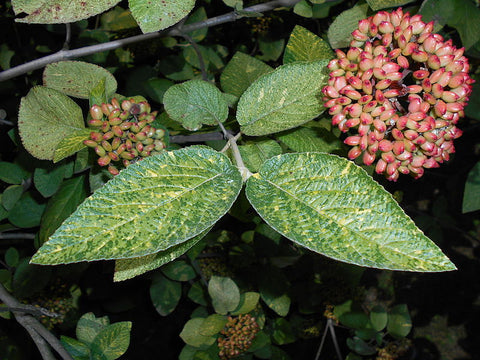 Viburnum lantana 'Variegatum'