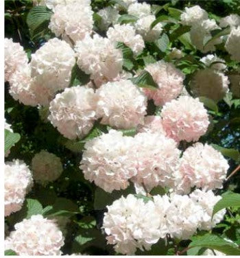 Viburnum plicatum var. tomentosum 'Pink Sensation'