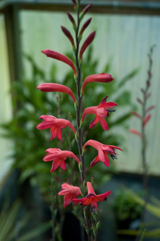 Watsonia hybrids [Heronswood]