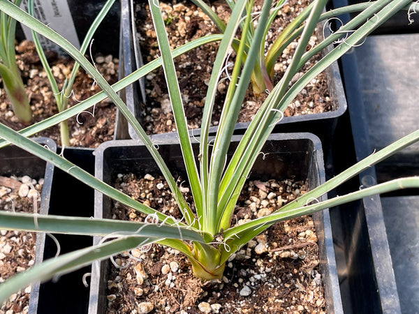 Yucca angustissima [Tim Hannis]
