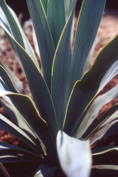 Yucca pallida