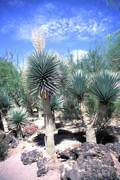 Yucca rigida – plant lust
