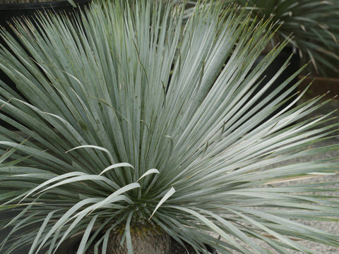 Yucca rostrata  Sapphire Skies'