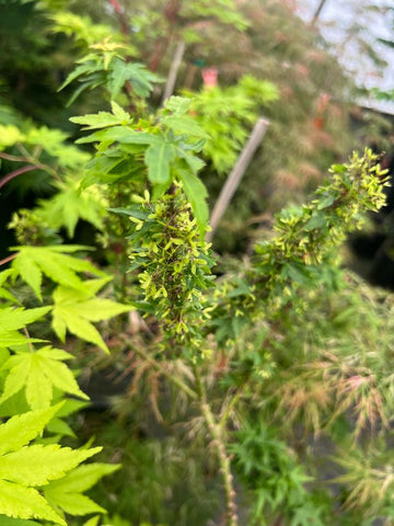 Acer palmatum 'Alpine Dwarf' (Alpine Dwarf Japanese Maple)