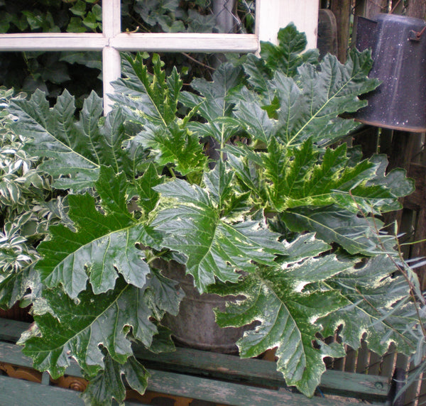 Acanthus 'Whitewater'