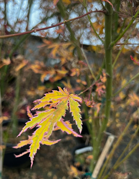 Acer palmatum 'Mikawa yatsubusa' (Mikawa yatsubusa Japanese Maple)