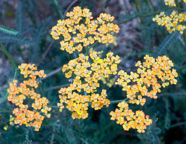 Achillea x millefolium 'Terra Cotta' (aka Yarrow)