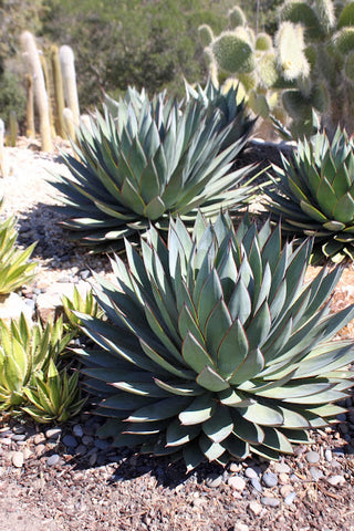 Agave 'Blue Glow'