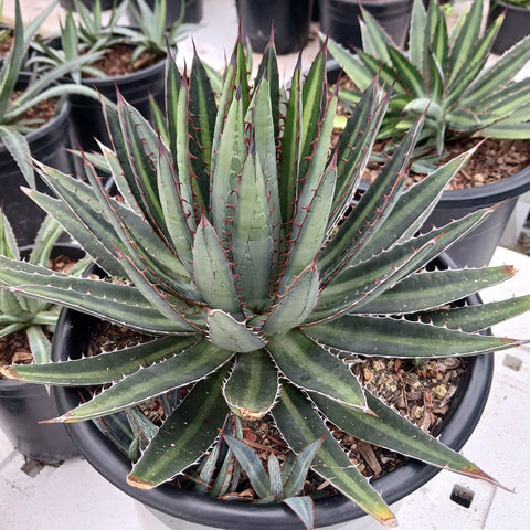 Agave funkiana 'Fatal Attraction'