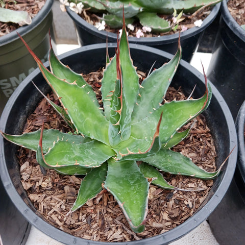 Agave montanan (Mountain Agave)