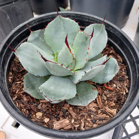 Agave parryi (Mescal Agave)