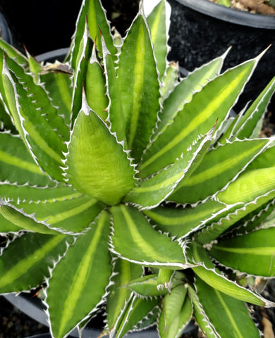 Agave univittata 'Splendida'