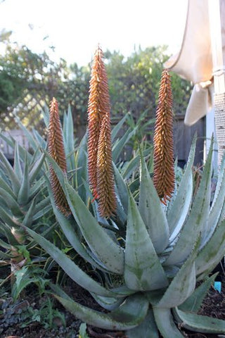 Aloe ferox (Cape Aloe)