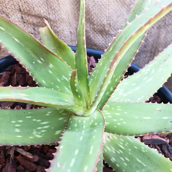 Aloe 'Rooikappie'