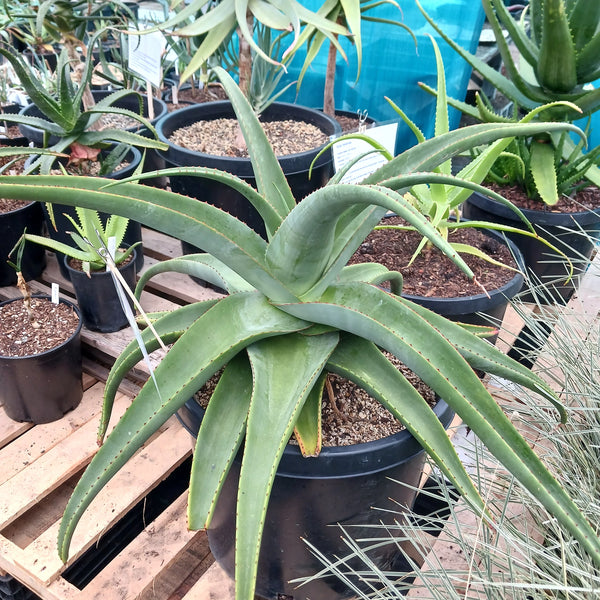 Aloe alooides (Graskop Aloe)