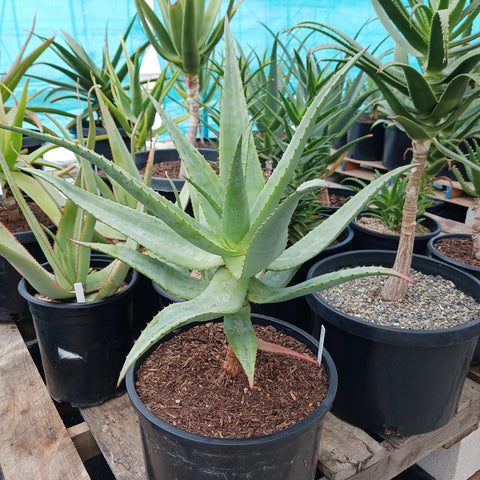 Aloe thraskii x ferox