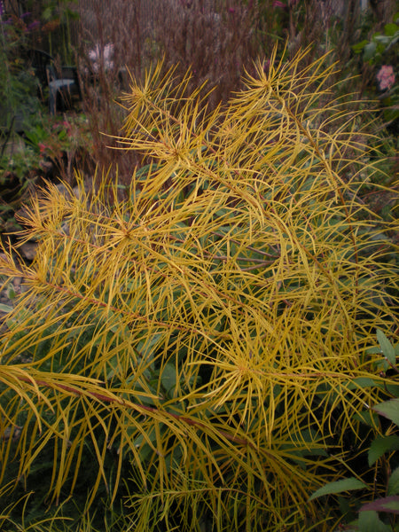 Amsonia hubrichtii 'Butterscotch' (Butterscotch Blue Star)