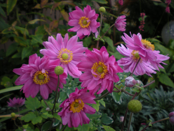 Anemone x 'Pamina'