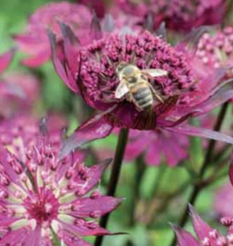 Astrantia major ‘Sparkling Stars Red‘  aka Sparkling Stars Red Masterwort