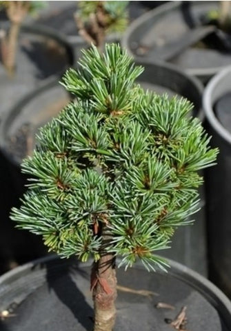 Pinus parviflora 'Regenhold Broom' (Ron's Broom Japanese White Pine)