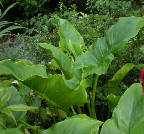 Zantedeschia aethiopica 'Green Goddess'