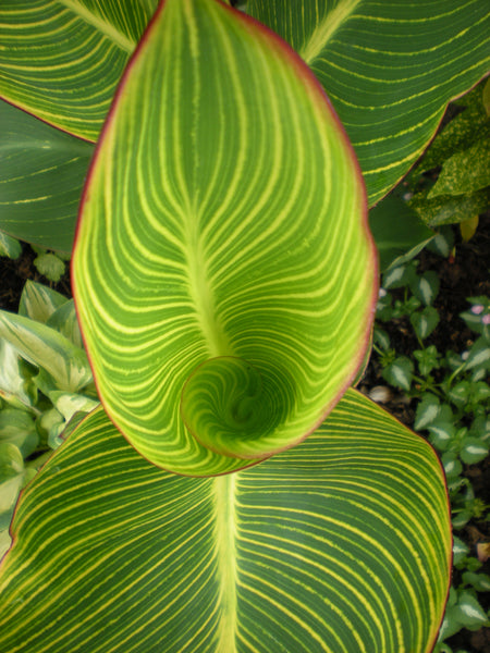 Canna 'Striata' (aka 'Pretoria')