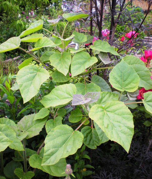 Catalpa bignonioides 'Aurea'