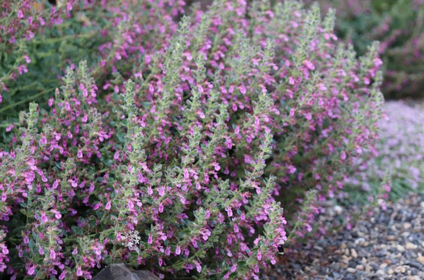 Teucrium chamaedrys