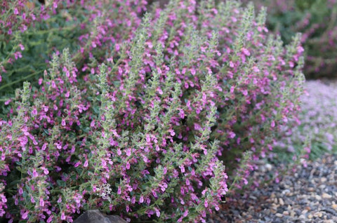 Teucrium chamaedrys