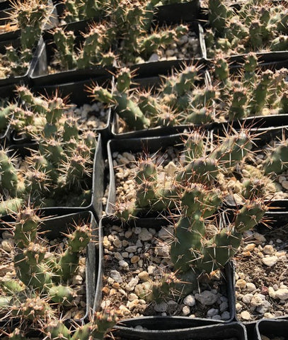 Opuntia fragilis [Michigan tiny form]