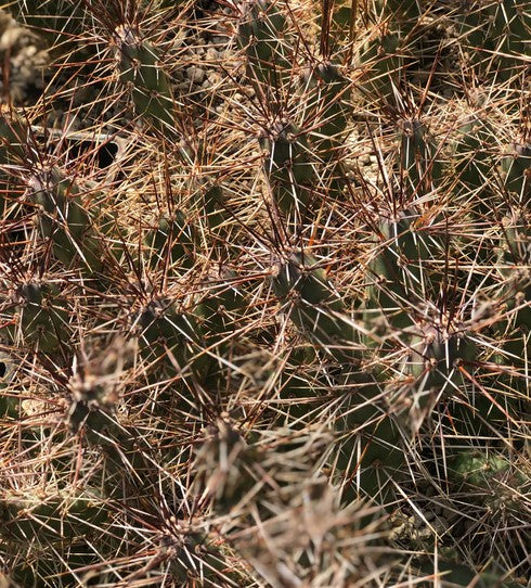 Opuntia fragilis th.073.11 [Monticello, UT]