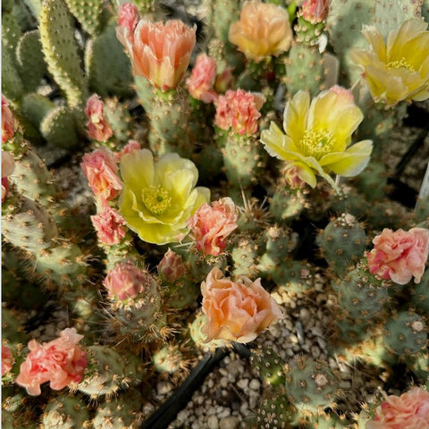 Opuntia fragilis var. denudata 'Bronze Beauty'