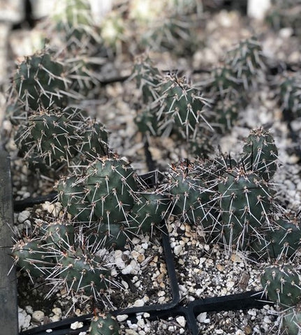 Opuntia fragilis x erinacea 'San Juan Grey'