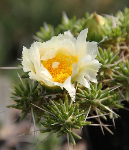 Maihuenia poeppigii