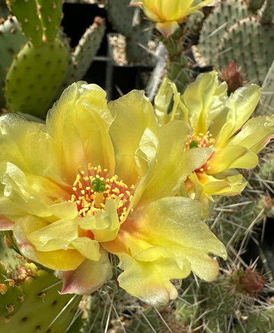 Opuntia fragilis x polyacantha  [Nyssa, Oregon]