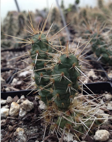 Opuntia fragilis th.073 [Salinas Creek]