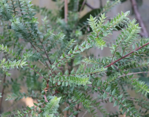 Melaleuca squarrosa