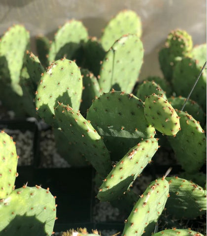 Opuntia humifusa 'Maxi Pad'