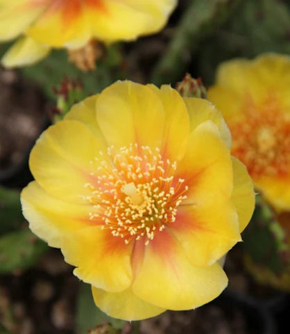 Opuntia humifusa - [dwarf from Claude Barr]