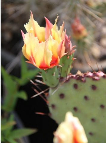 Opuntia macrocentra