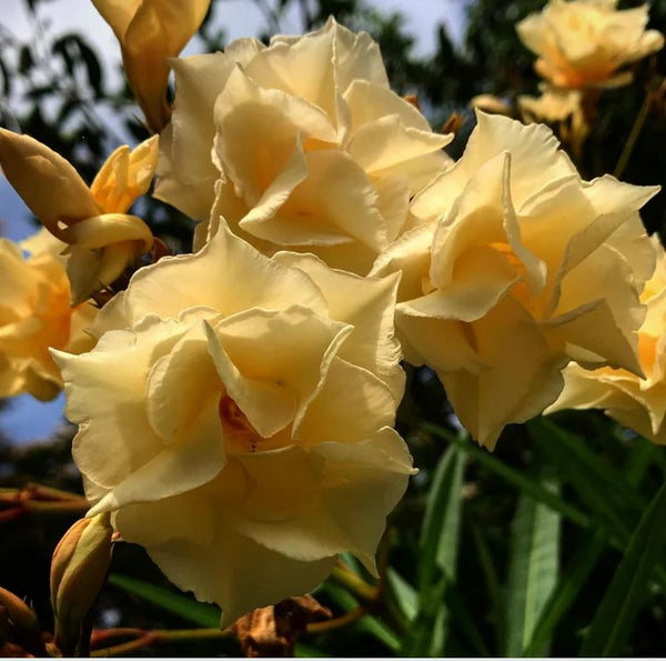 Nerium oleander 'Mathilde Ferrier' [yellow form]