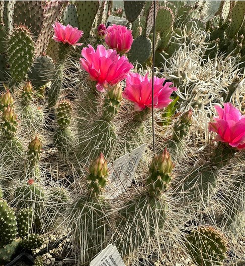 Opuntia polyacantha 'Browse Pink'