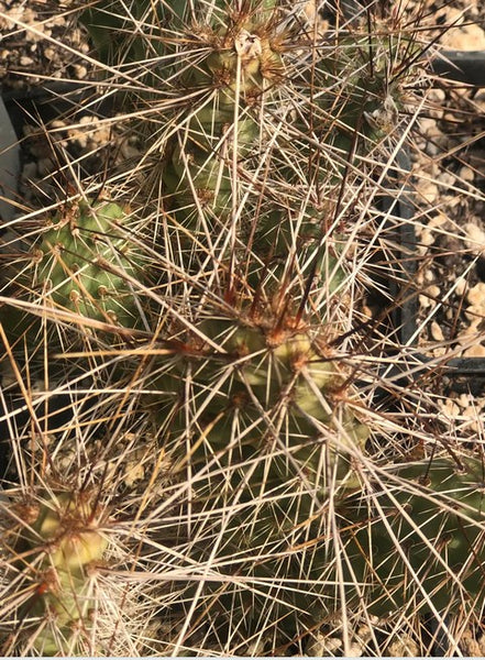 Opuntia polycantha 'Imnaha Gold'