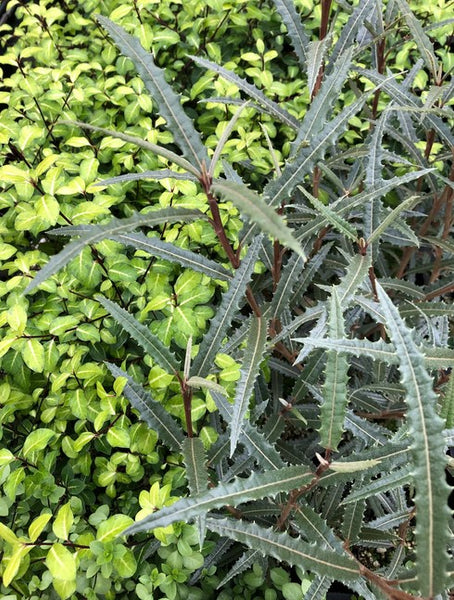 Olearia x mollis 'Zennorensis'