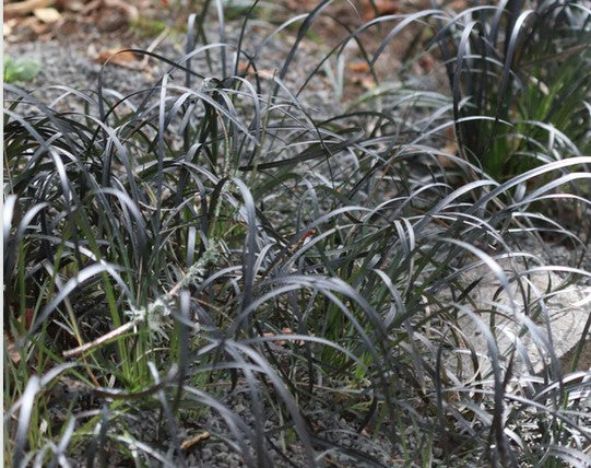 Ophiopogon planiscapus 'Nigrescens'