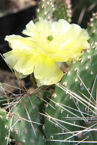 Opuntia potsii var. montana