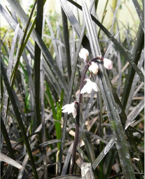 Ophiopogon planiscapus 'Teague's Black'