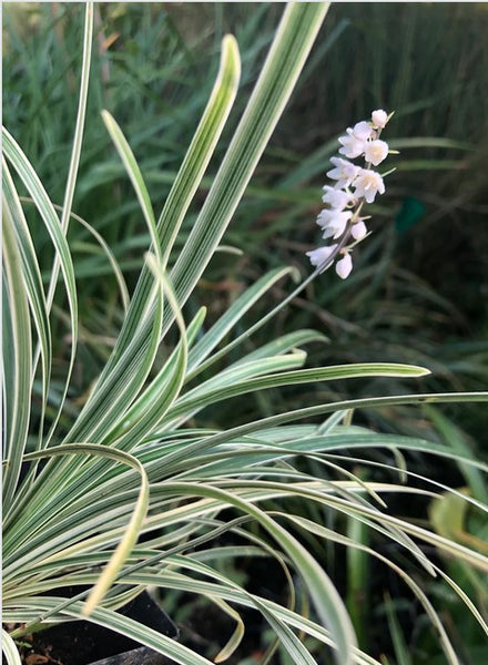 Ophiopogon planiscapus 'Way Good Variegated'