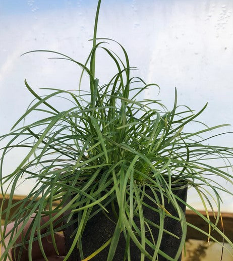 Ophiopogon chingii 'Sparkler'