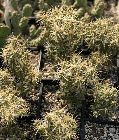 Opuntia whipplei 'Tiny Tim'